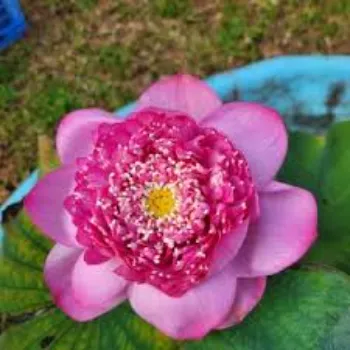 Blossom Lotus Plant